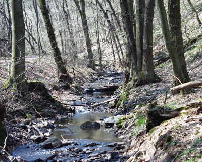 Morgenbachtal